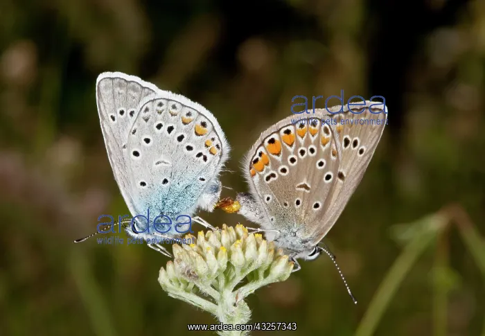 : Amanda's Blues Butterflies - pair mating : Amanda's Blues Butterflies - pair mating