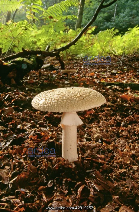 : Amanita Fungi : Amanita Fungi