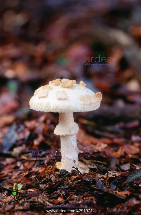 : Amanita Fungi - False Death Cap : Amanita Fungi - False Death Cap