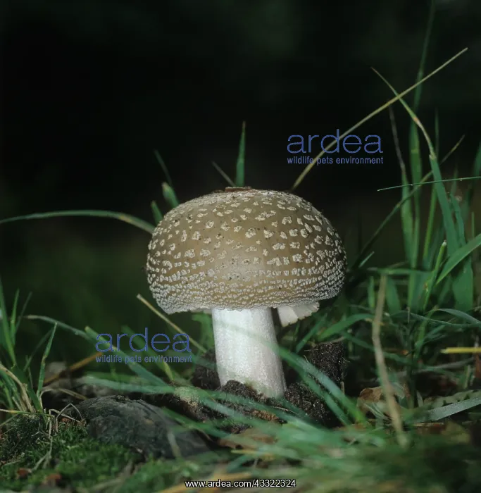  : Amanita rubescens