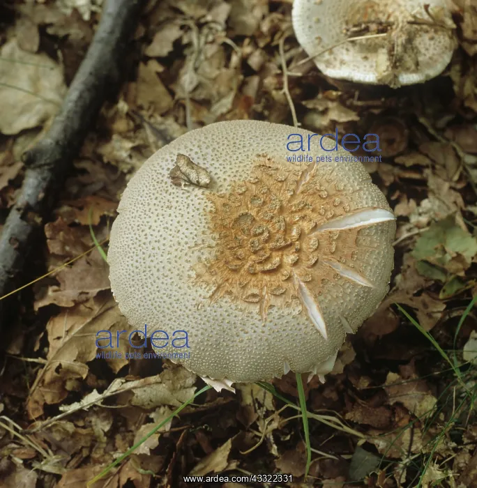 : Amanita rubescens : Amanita rubescens