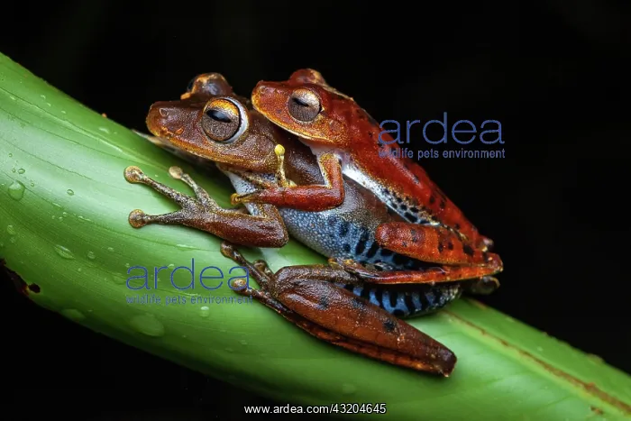 : Amapa tree frog (Hypsiboas dentei) amplexus, French : Amapa tree frog (Hypsiboas dentei) amplexus, French