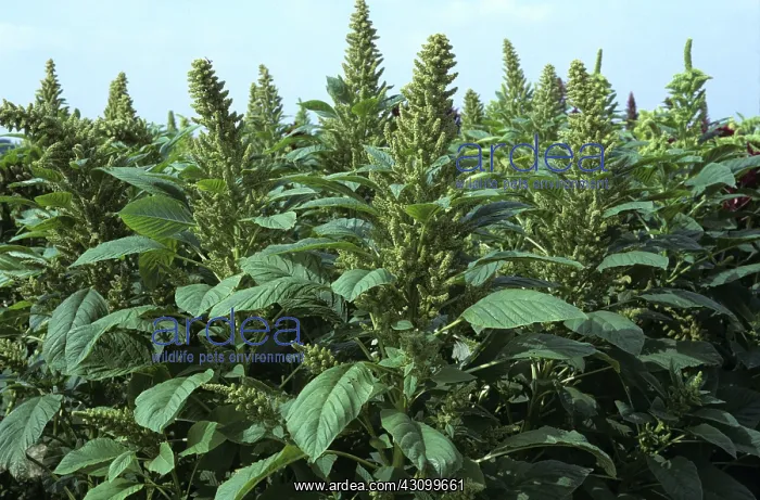 : Amaranth crop : Amaranth crop