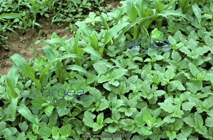 : Amaranth or pigweed : Amaranth or pigweed