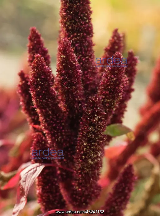 : Amaranthus : Amaranthus
