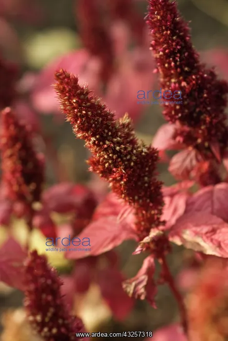 : Amaranthus : Amaranthus