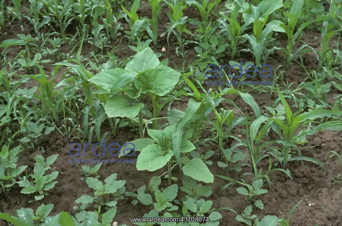 : Amaranthus, volunteer sunflowers and grass weeds : Amaranthus, volunteer sunflowers and grass weeds