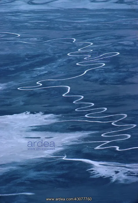 : Amargosa River : Amargosa River