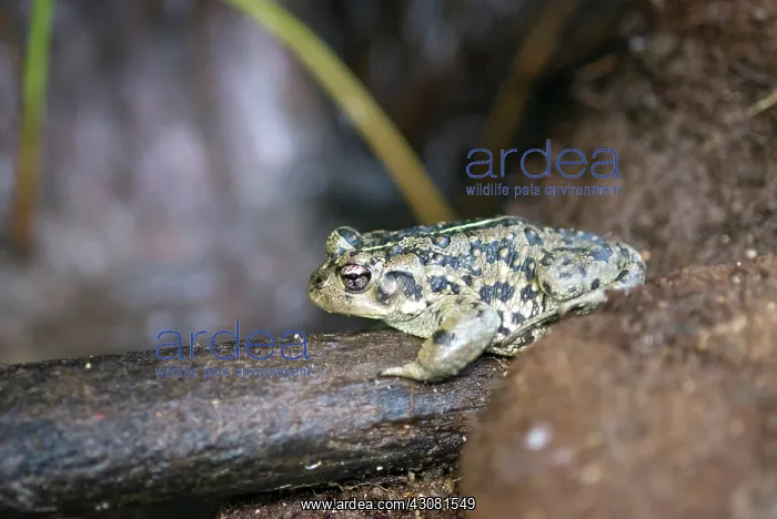 : Amargosa Toad : Amargosa Toad