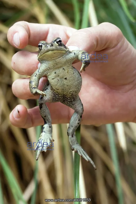 : Amargosa Toad : Amargosa Toad