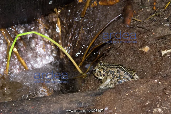 : Amargosa Toad