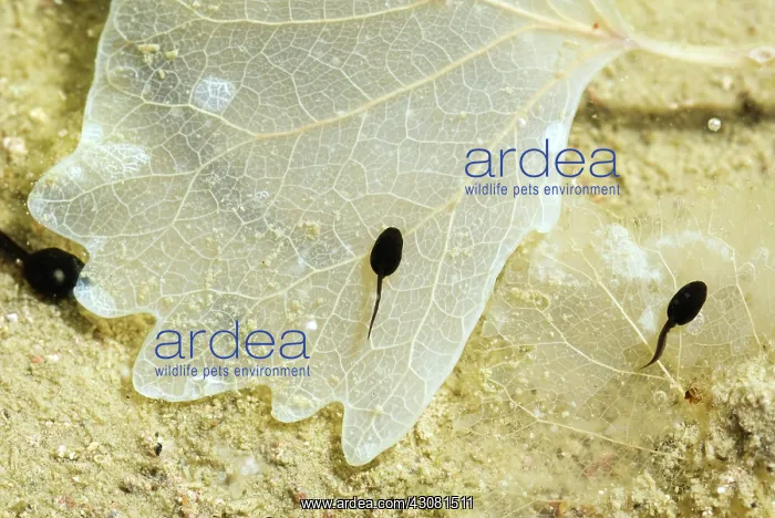 : Amargosa Toad Tadpoles : Amargosa Toad Tadpoles