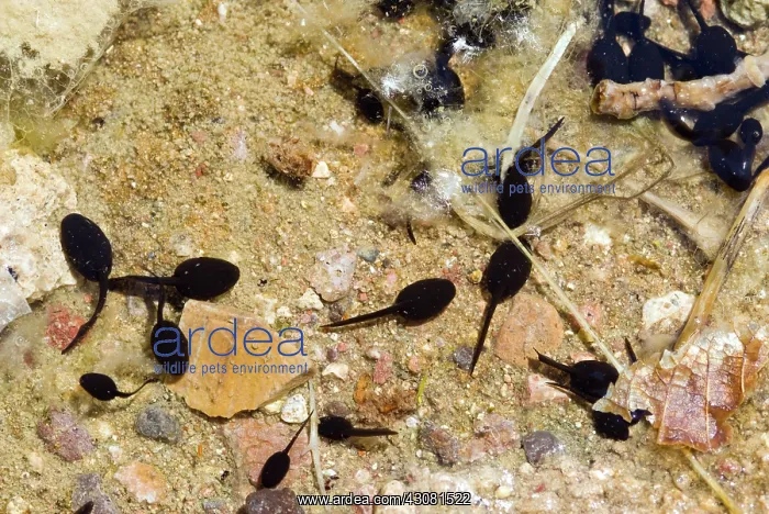 : Amargosa Toad Tadpoles : Amargosa Toad Tadpoles
