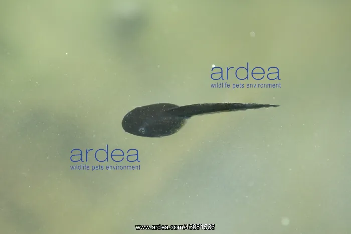  : Amargosa Toad Tadpoles