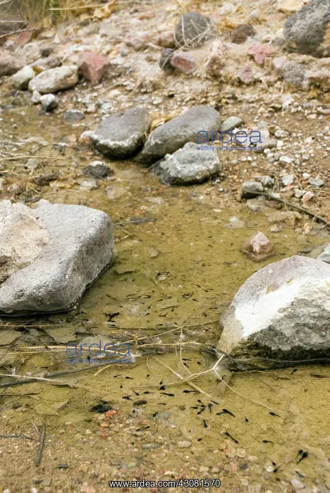 : Amargosa Toad Tadpoles : Amargosa Toad Tadpoles