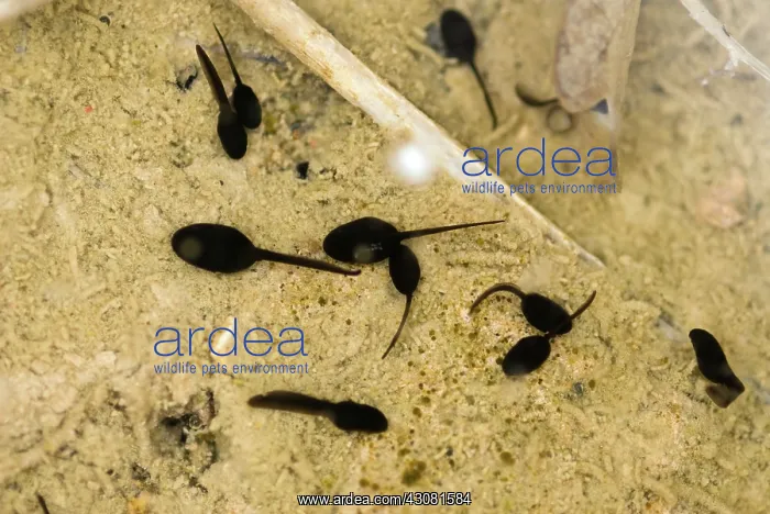  : Amargosa Toad Tadpoles