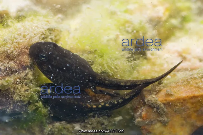 : Amargosa Toad Tadpoles : Amargosa Toad Tadpoles