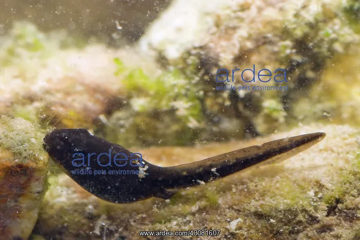 : Amargosa Toad Tadpoles : Amargosa Toad Tadpoles