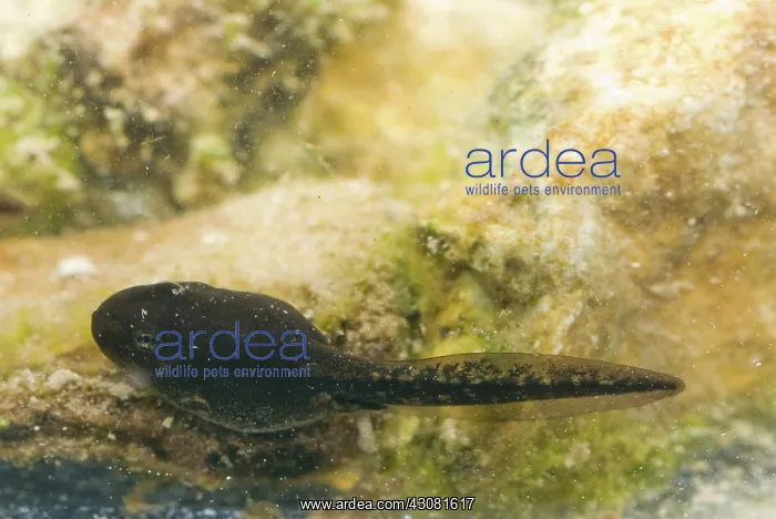 : Amargosa Toad Tadpoles : Amargosa Toad Tadpoles