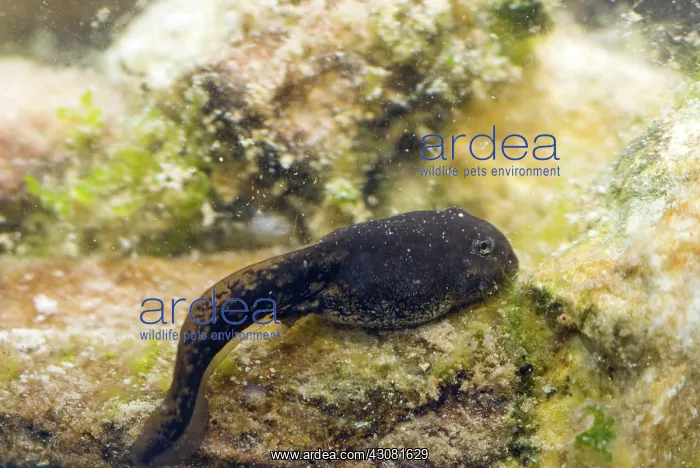 : Amargosa Toad Tadpoles : Amargosa Toad Tadpoles