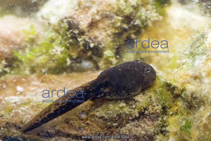 : Amargosa Toad Tadpoles : Amargosa Toad Tadpoles