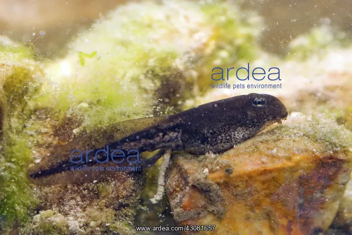 : Amargosa Toad Tadpoles : Amargosa Toad Tadpoles