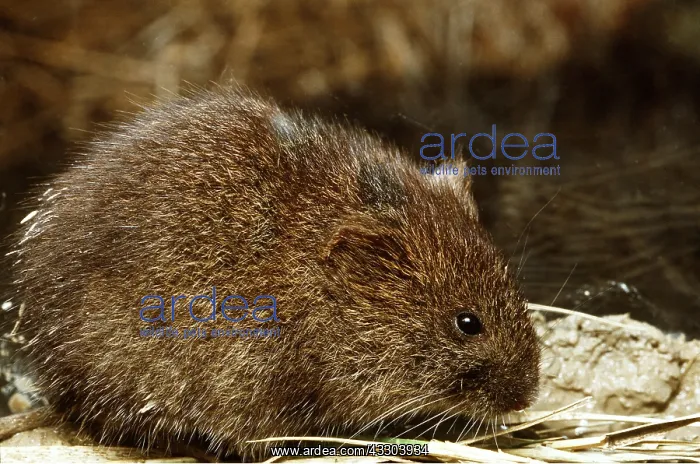: AMARGOSA VOLE - close-up : AMARGOSA VOLE - close-up