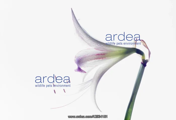 : Amaryllis, Hippeastrum : Amaryllis, Hippeastrum