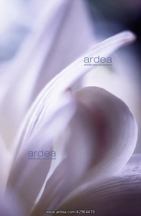 : Amaryllis, Hippeastrum : Amaryllis, Hippeastrum