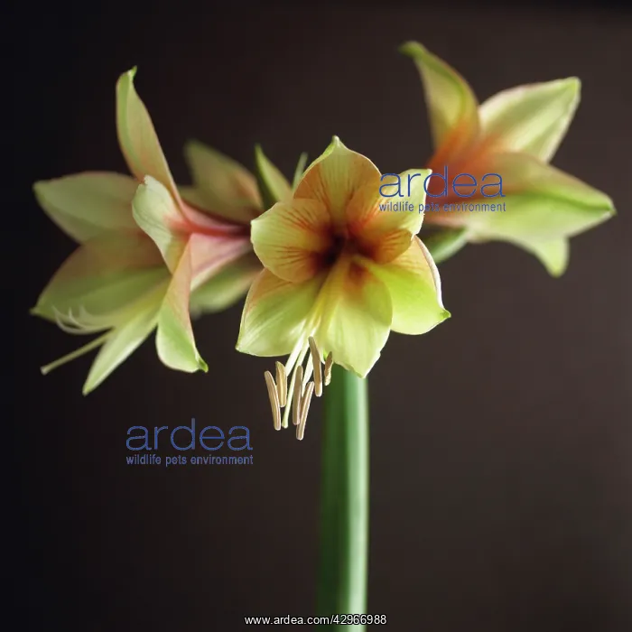: Amaryllis, Hippeastrum : Amaryllis, Hippeastrum