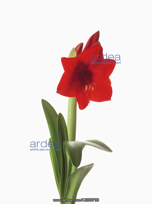 : Amaryllis, Red subject, Hippeastrum Floris Hekker : Amaryllis, Red subject, Hippeastrum Floris Hekker