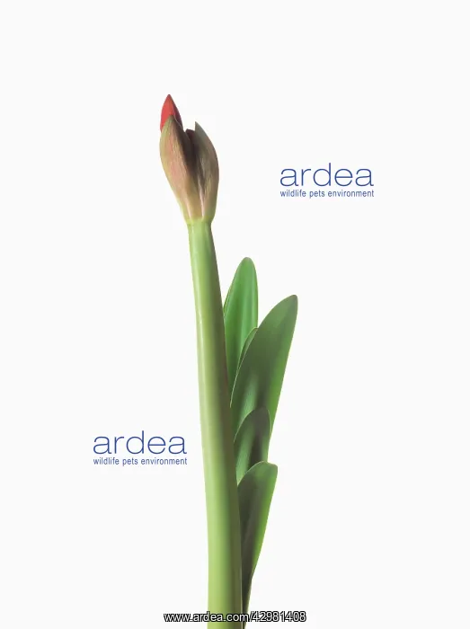 : Amaryllis, Hippeastrum Floris Hekker : Amaryllis, Hippeastrum Floris Hekker