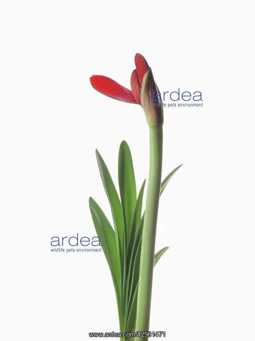 : Amaryllis, Hippeastrum Floris Hekker : Amaryllis, Hippeastrum Floris Hekker