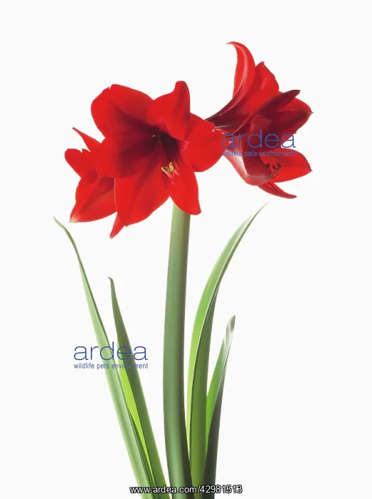 : Amaryllis, Hippeastrum Floris Hekker : Amaryllis, Hippeastrum Floris Hekker