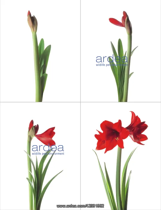 : Amaryllis, Hippeastrum Floris Hekker : Amaryllis, Hippeastrum Floris Hekker