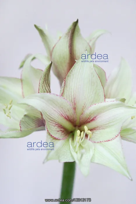  : Amaryllis, Hippeastrum