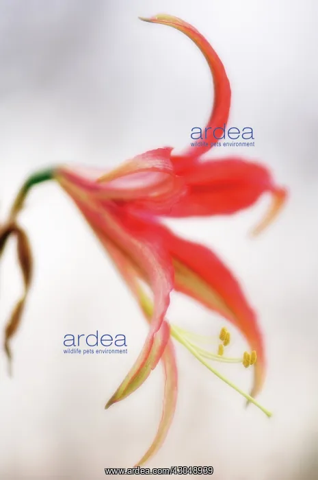 : Amaryllis, Hippeastrum La Paz : Amaryllis, Hippeastrum La Paz
