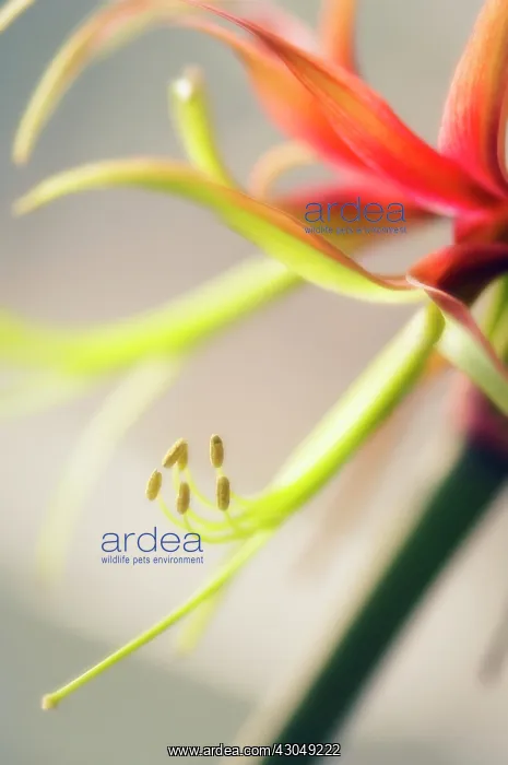 : Amaryllis, Hippeastrum La Paz