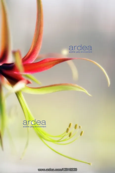 : Amaryllis, Hippeastrum La Paz : Amaryllis, Hippeastrum La Paz