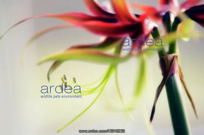 : Amaryllis, Hippeastrum La Paz : Amaryllis, Hippeastrum La Paz