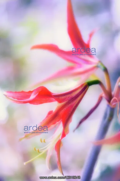 : Amaryllis, Hippeastrum : Amaryllis, Hippeastrum