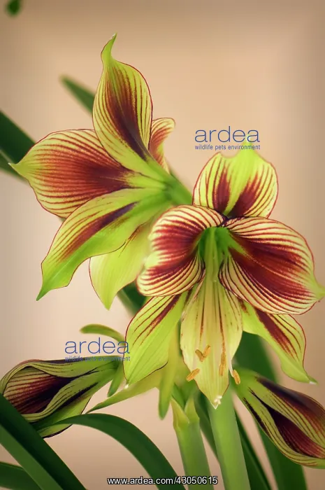 : Amaryllis, Hippeastrum Papillo : Amaryllis, Hippeastrum Papillo