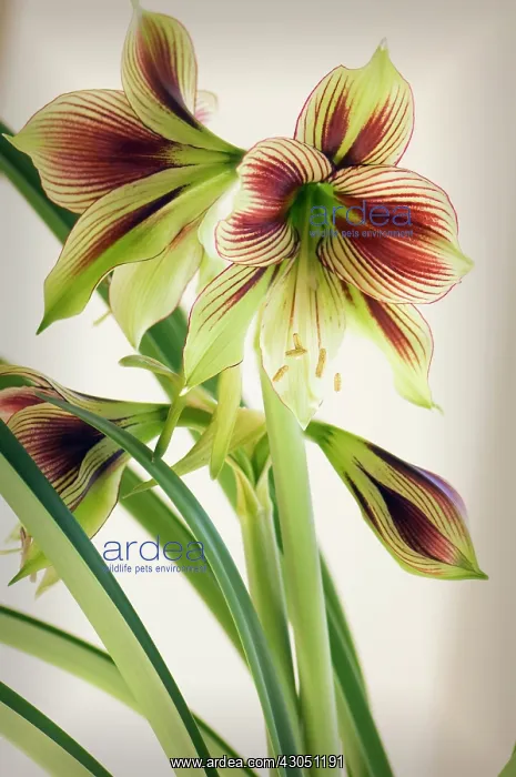  : Amaryllis, Hippeastrum Papillo