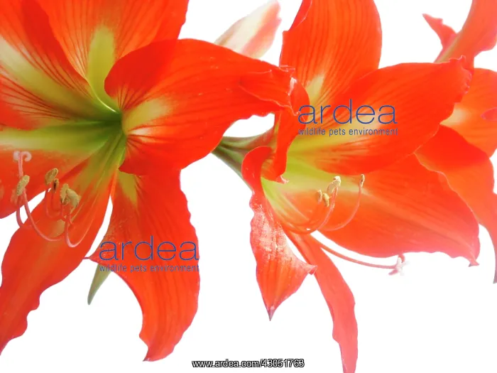 : Amaryllis, Hippeastrum : Amaryllis, Hippeastrum