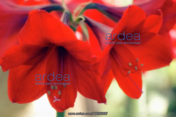 : Amaryllis, Hippeastrum : Amaryllis, Hippeastrum