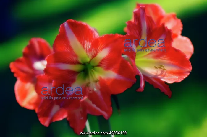 : Amaryllis, Hippeastrum : Amaryllis, Hippeastrum
