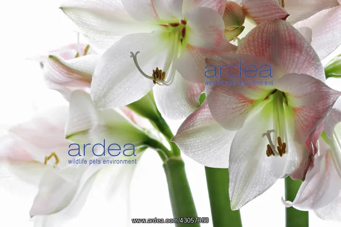 : Amaryllis, Hippeastrum Apple blossom : Amaryllis, Hippeastrum Apple blossom