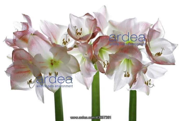 : Amaryllis, Hippeastrum Apple blossom : Amaryllis, Hippeastrum Apple blossom