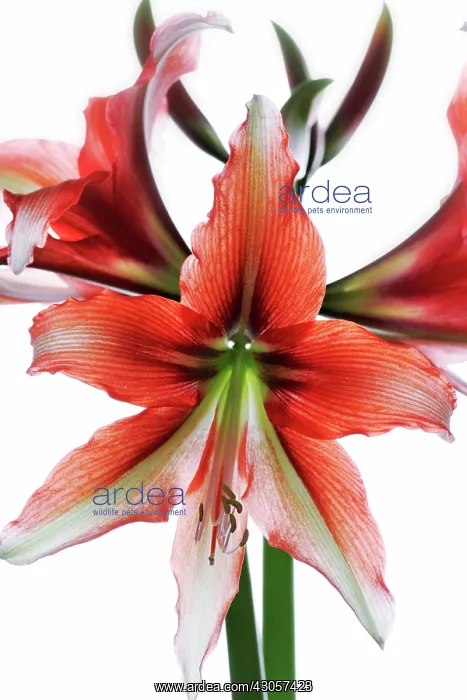 : Amaryllis, Hippeastrum Grandeur : Amaryllis, Hippeastrum Grandeur