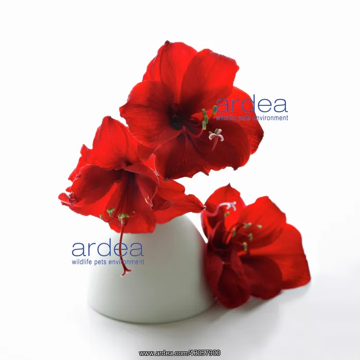 : Amaryllis, Hippeastrum Red Lion : Amaryllis, Hippeastrum Red Lion
